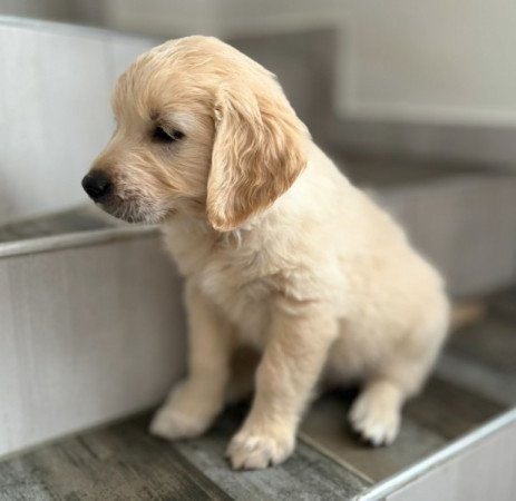 Golden Retriver