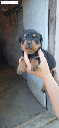 Fajtiszta Rottweiler Szuka 2x oltva, Eladó