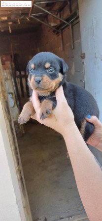 Fajtiszta Rottweiler Szuka 2x oltva, Eladó