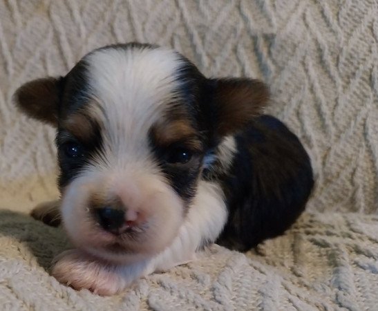 Biewer yorkshire terrier