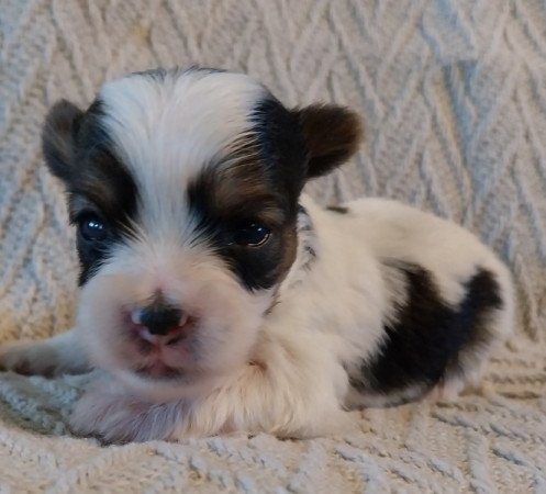 Biewer yorkshire terrier