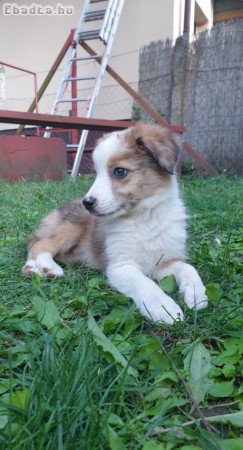 Border Collie kisfiúk