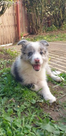 Border Collie kisfiúk