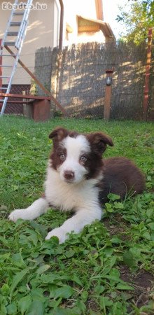 Border Collie kisfiúk