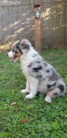 Border Collie kisfiúk