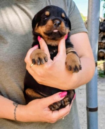 Rottweiler