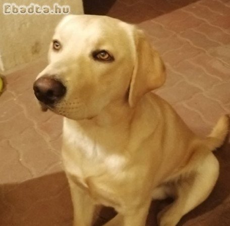 Labrador retriever fajtiszta, törzskönyvezett