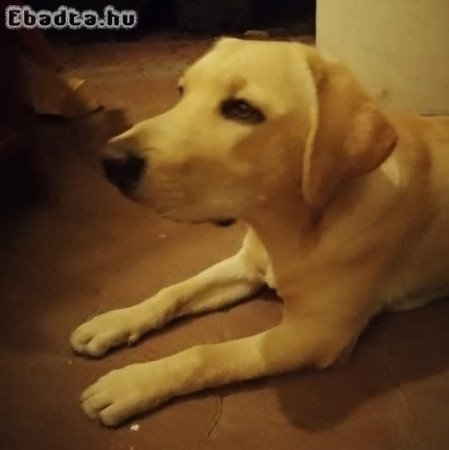 Labrador retriever fajtiszta, törzskönyvezett