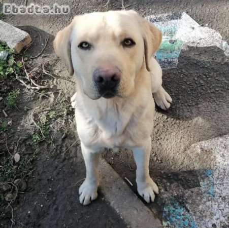 Labrador retriever fajtiszta, törzskönyvezett