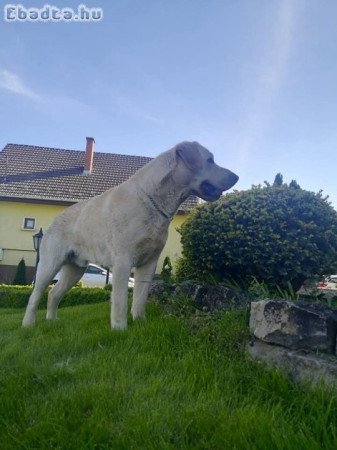 Labrador retriever fajtiszta, törzskönyvezett