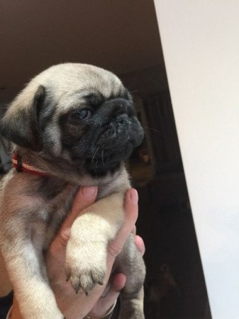 PUG