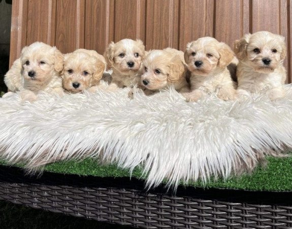 Maltipoo