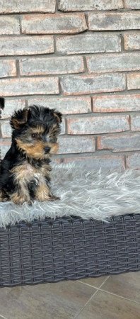 Yorkshire terrier