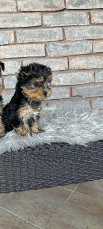 Yorkshire terrier