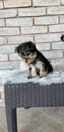 Yorkshire terrier