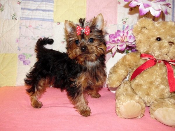 Yorkshire Terrier, Yorki