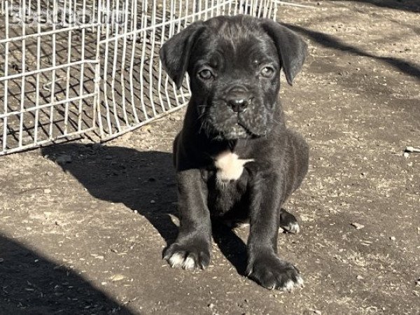 Cane Corso 8 hetes kiskutyák