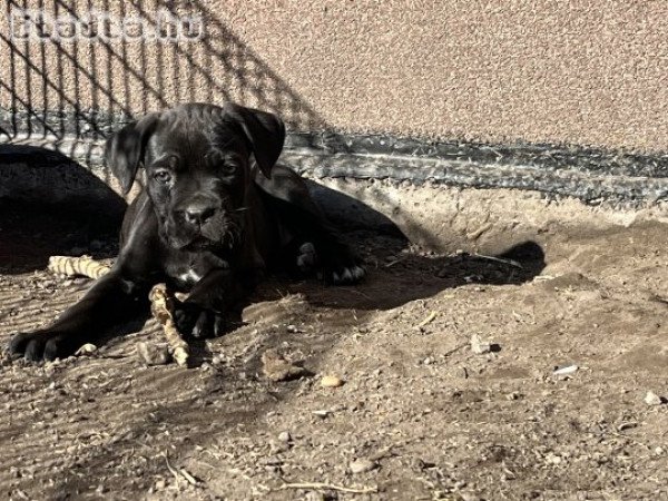 Cane Corso 8 hetes kiskutyák