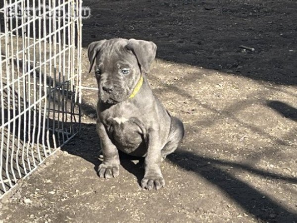 Cane Corso 8 hetes kiskutyák