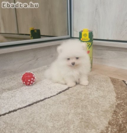 Csodaszép pomerániai törpe spicc eladó