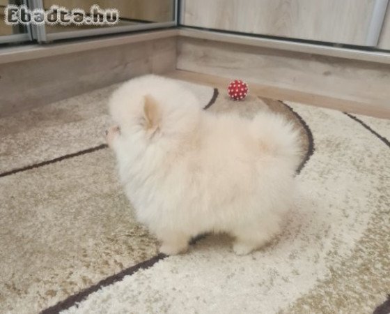 Csodaszép pomerániai törpe spicc eladó