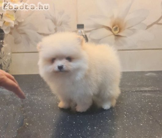 Csodaszép pomerániai törpe spicc eladó