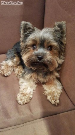 Yorkshire terrier szuka