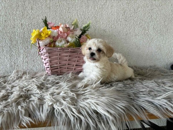 Maltipoo