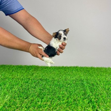 Biewer Yorkshire terrier