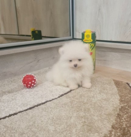 Pomerániai törpe spicc