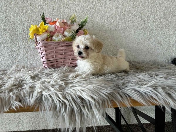 Maltipoo