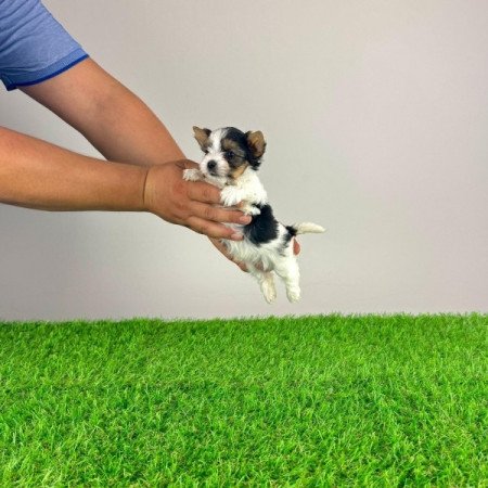 Biewer Yorkshire terrier