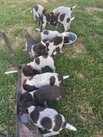 spriccelt drótszőrű német vizsla