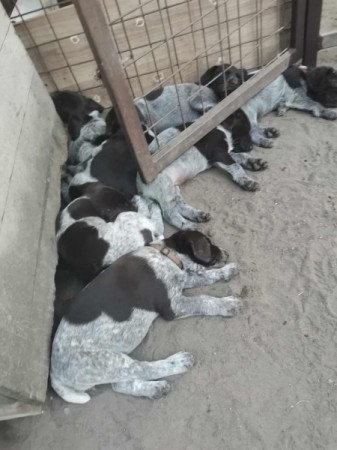 spriccelt drótszőrű német vizsla