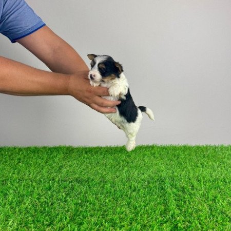 Biewer Yorkshire terrier