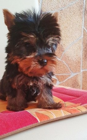 yorkshire terrier