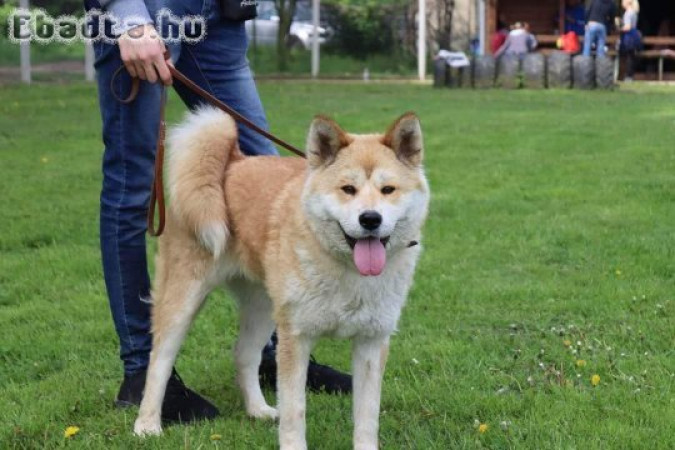 Japán Akita szuka kiskutya gazdit keres