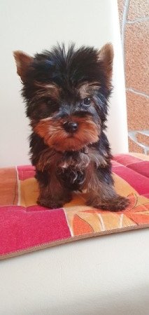 yorkshire terrier