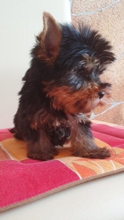 yorkshire terrier