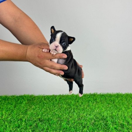 Boston terrier