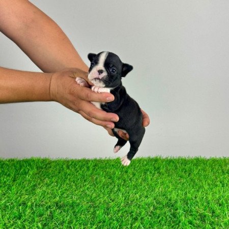 Boston terrier