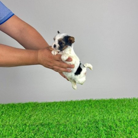 Biewer Yorkshire terrier