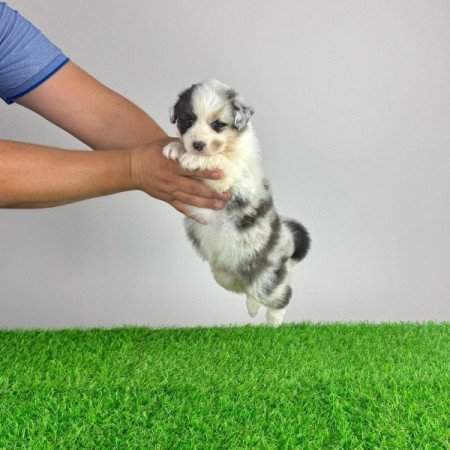 Ausztrál juhászkutya