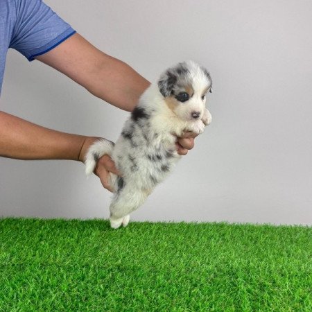 Ausztrál juhászkutya