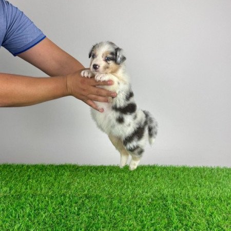 Ausztrál juhászkutya