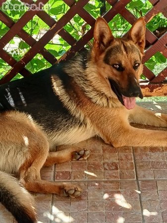 Új gazdimat keresem