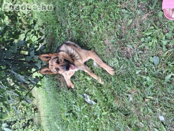 Új gazdimat keresem