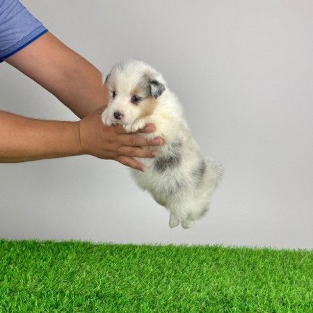 Ausztrál juhászkutya