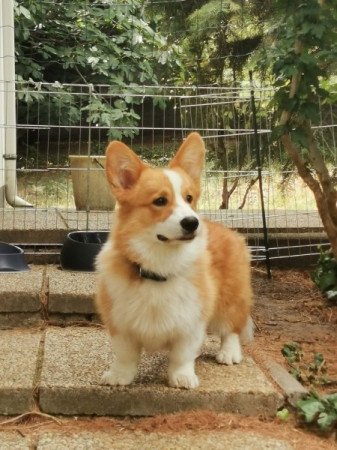 Corgi