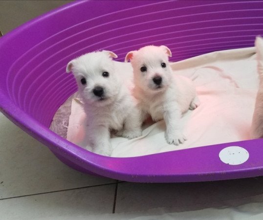 West highland white terrier